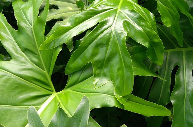 philodendron leaves turning yellow