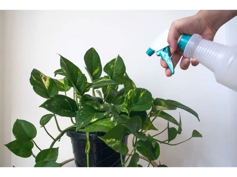 How Often To Water Pothos? Everything You Want To Know