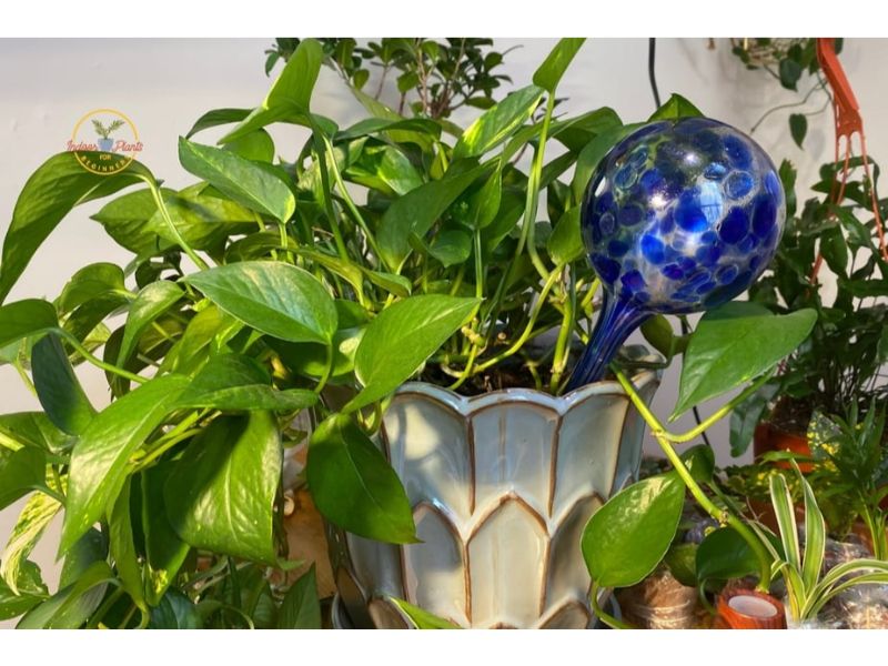 How Often To Water Pothos? Everything You Want To Know