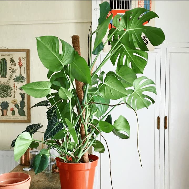 How To Select The Best Pot For Monstera A Complete & Comprehensive Guide