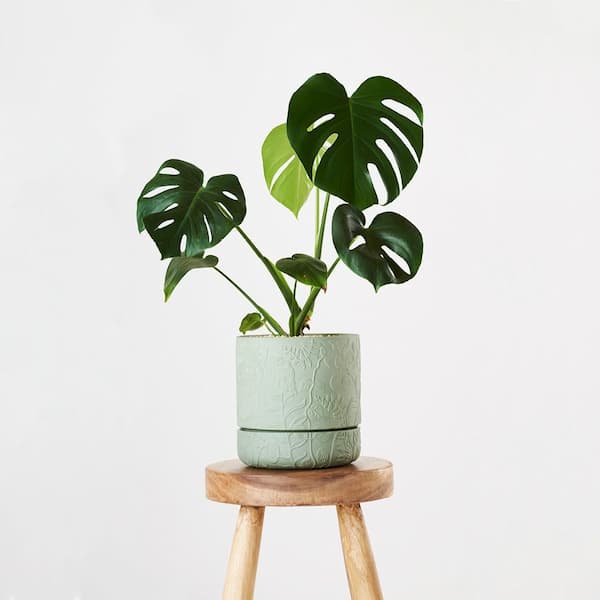 How To Select The Best Pots For Monstera A Complete & Comprehensive Guide