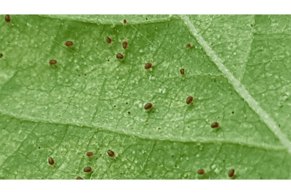 brown spots on pothos leaves