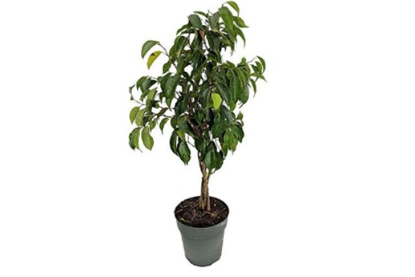 how to care for a ficus