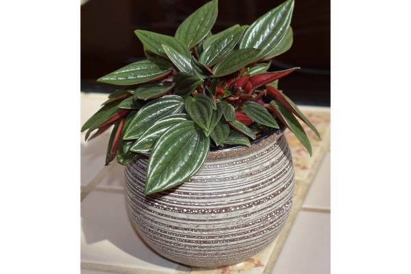 How To Care For A Peperomia Plant