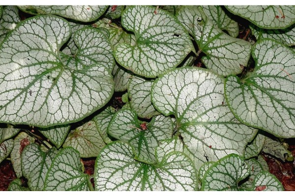how often to water peperomia