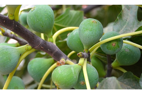 how often to water fig tree
