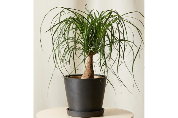 caring for a ponytail palm