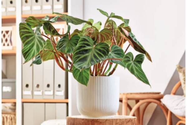 caring for an philodendron erubescens