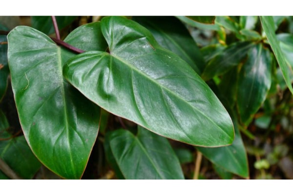 caring for an philodendron erubescens