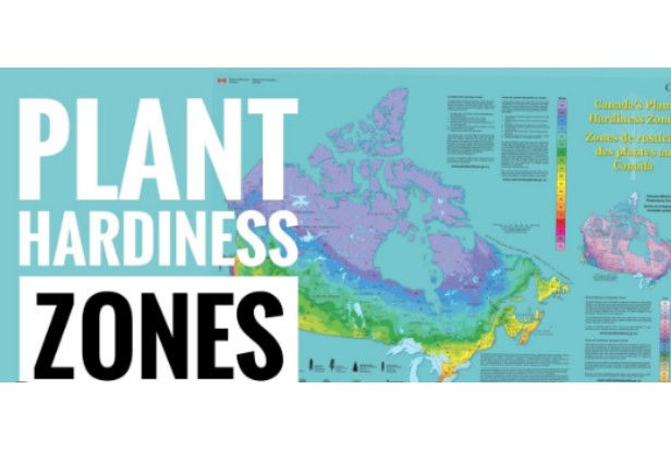 Plant Hardiness Zone